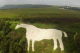 White Horse near Osgoodby Grange.png